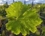 Grapevine fleck disease