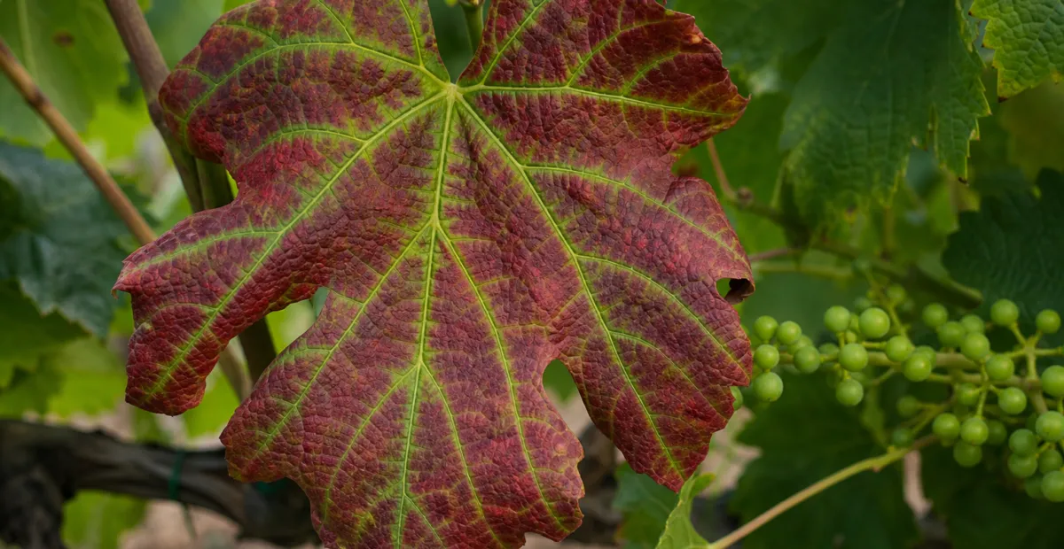 Grapevine leafroll disease associated with GLRaV-3