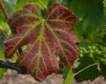 Grapevine leafroll disease associated with GLRaV-3