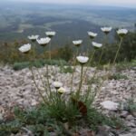 Grasblättrige Margerite (Leucanthemum graminifolium) – Pflanzenfoto
