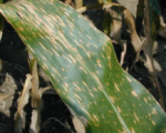 Grauer Blattfleck des Maises