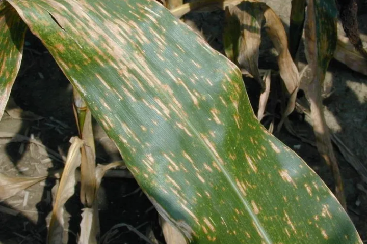 Grauer Blattfleck des Maises