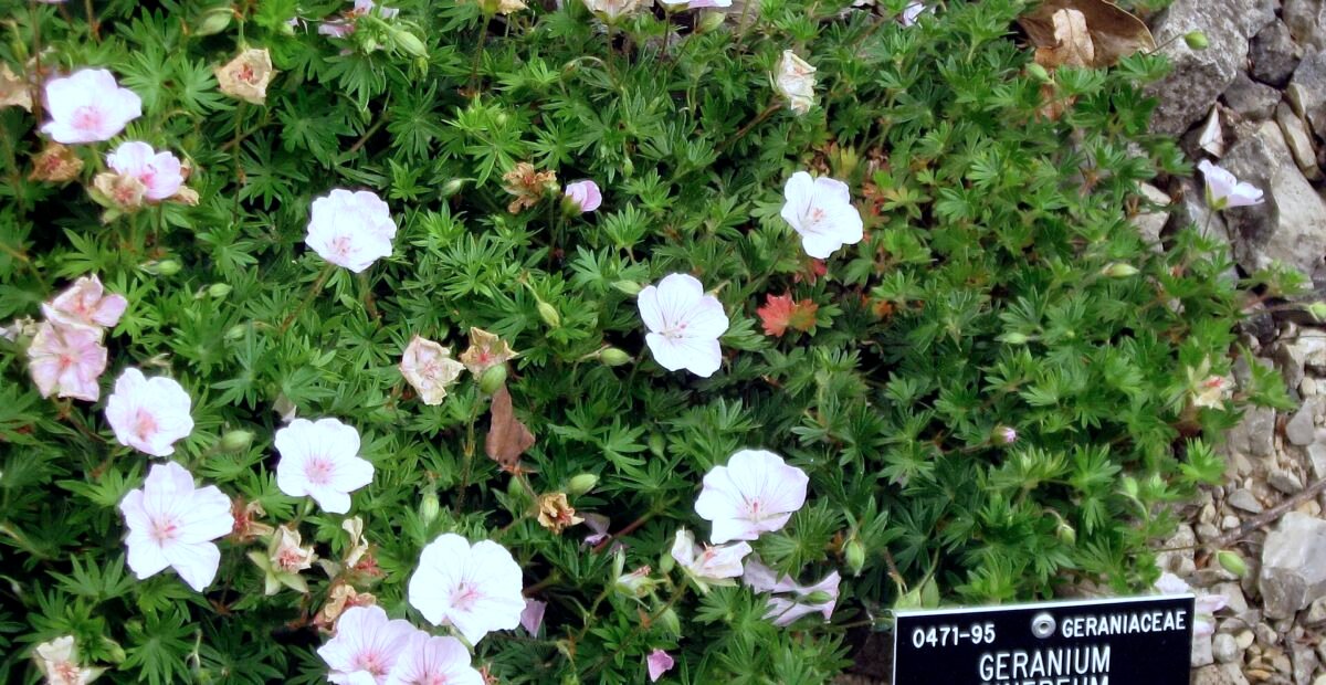 Grauer Storchschnabel (Geranium 'Cinereum') – Pflanzenfoto