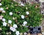 Grauer Storchschnabel (Geranium ‘Cinereum’)