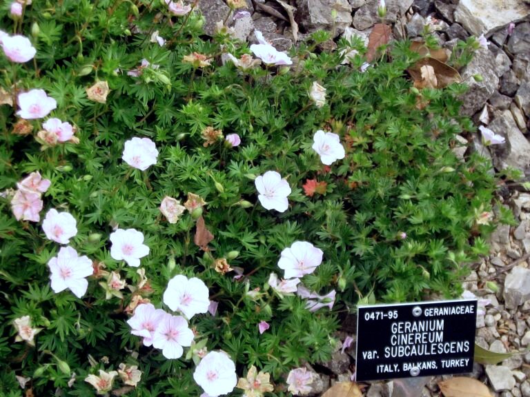 Geranium 'Cinereum'
