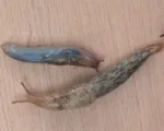 Gray field slug