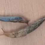 Gray field slug