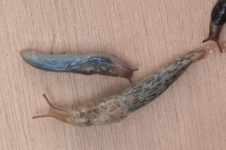 Gray field slug
