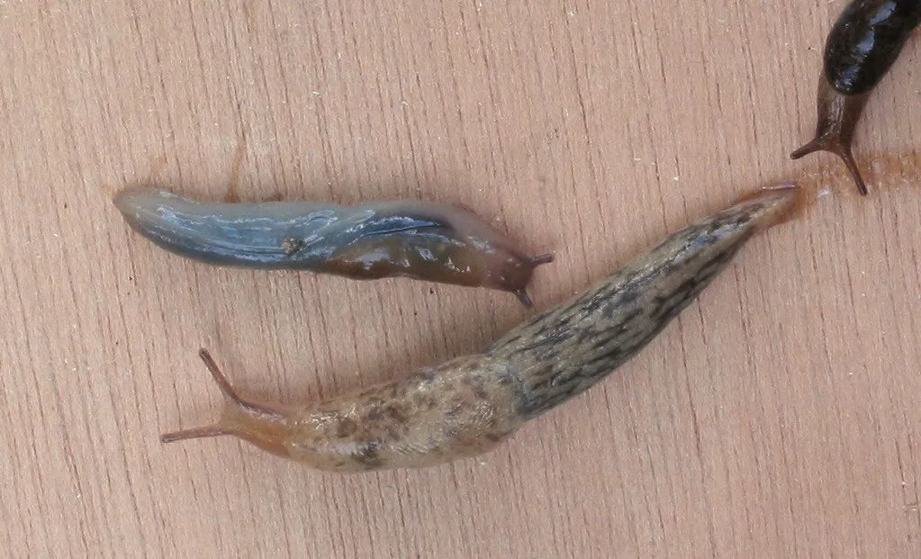 Gray field slug