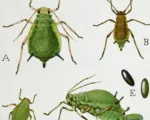 Green Apple Aphid