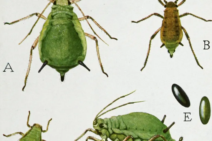 Green Apple Aphid