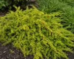 Green Carpet (Berberis thunbergii ‘Green Carpet’)