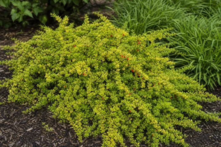Berberis thunbergii 'Green Carpet'