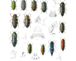 Green jewel beetle (Agrilus viridis)