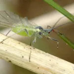 Green Peach Aphid