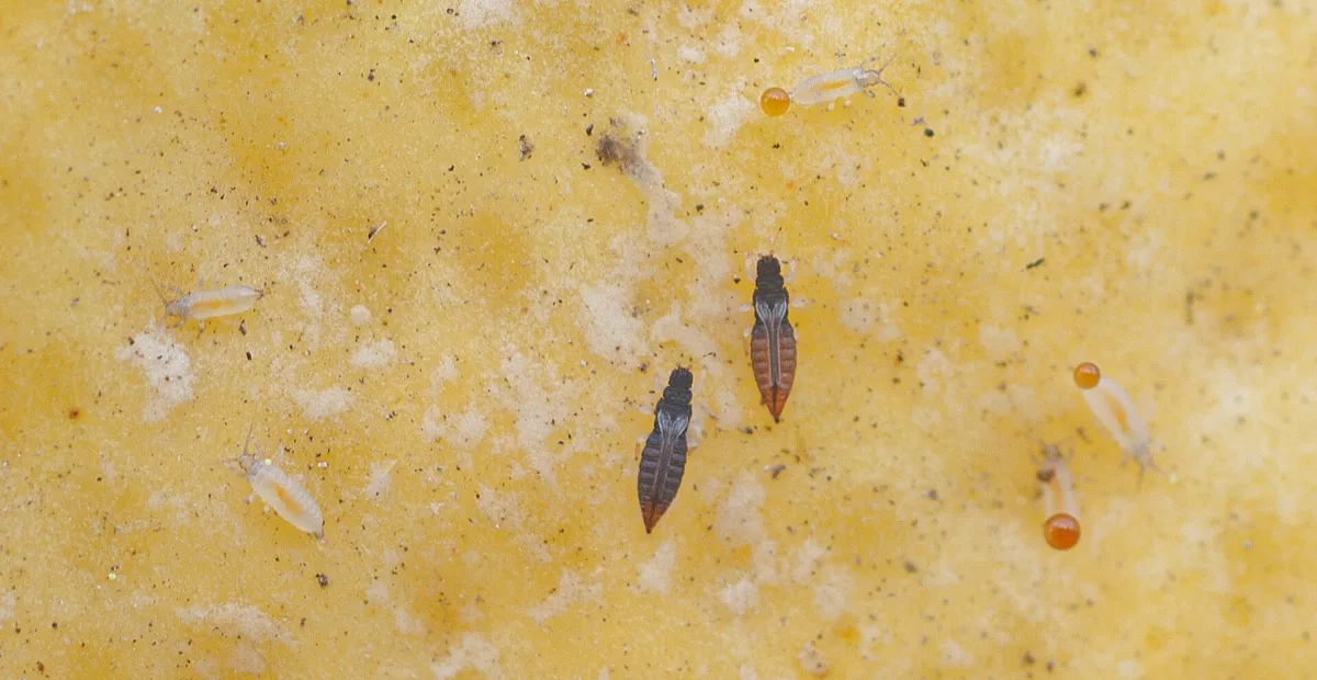Greenhouse thrips