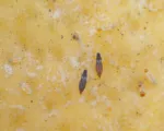 Greenhouse thrips