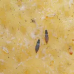 Greenhouse thrips