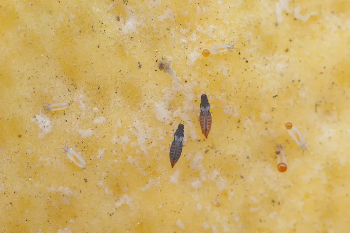 Greenhouse thrips