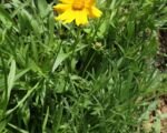 Großblumiges Mädchenauge (Coreopsis grandiflora) – Pflege