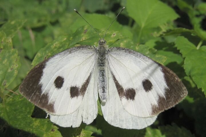 Großer Kohlweißling