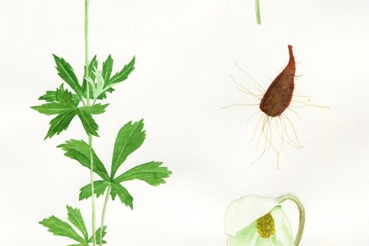 Anemone sylvestris