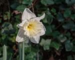 Großkronige Narzisse ‘Ice Follies’ (Narcissus ‘Ice Follies’)