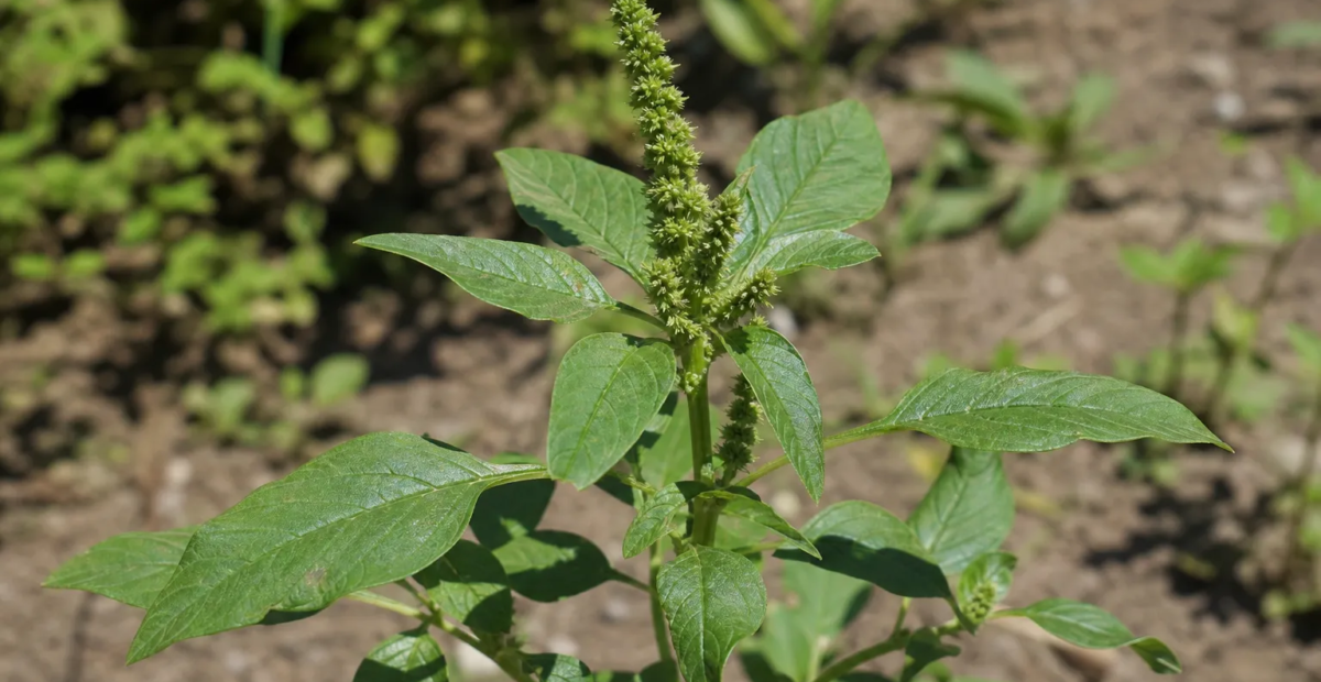 Grünähriger Fuchsschwanz (Amaranthus hybridus) – Pflanzenfoto