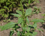 Grünähriger Fuchsschwanz (Amaranthus hybridus) – Pflege