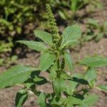 Grünähriger Fuchsschwanz (Amaranthus hybridus) – Pflanzenfoto