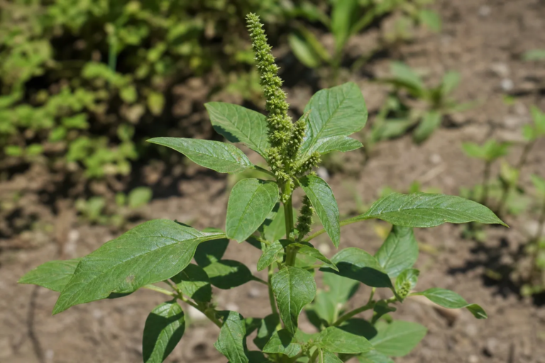 Grünähriger Fuchsschwanz (Amaranthus hybridus) – Pflanzenfoto