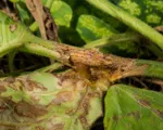 Gummy Stem Blight and Black Rot