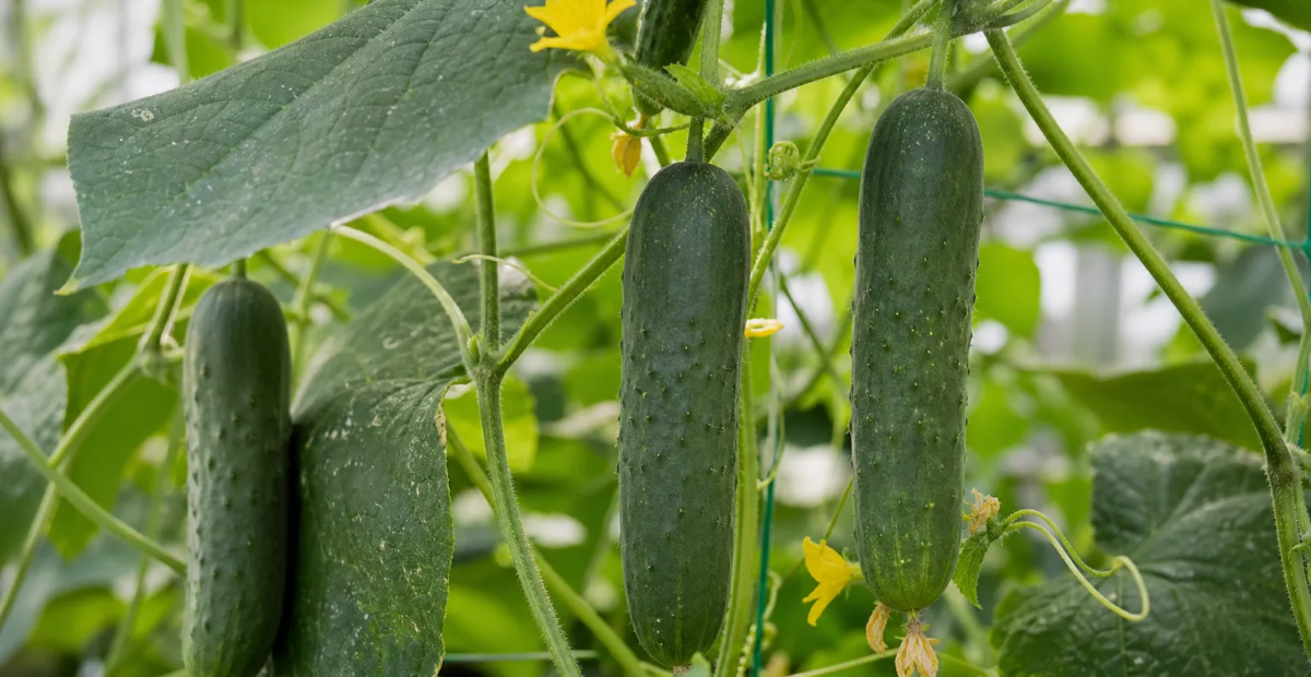 Gurke (Cucumis sativus) – Pflanzenfoto