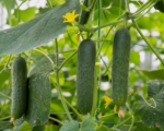 Gurke (Cucumis sativus) – Pflege