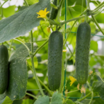 Gurke (Cucumis sativus) – Pflanzenfoto