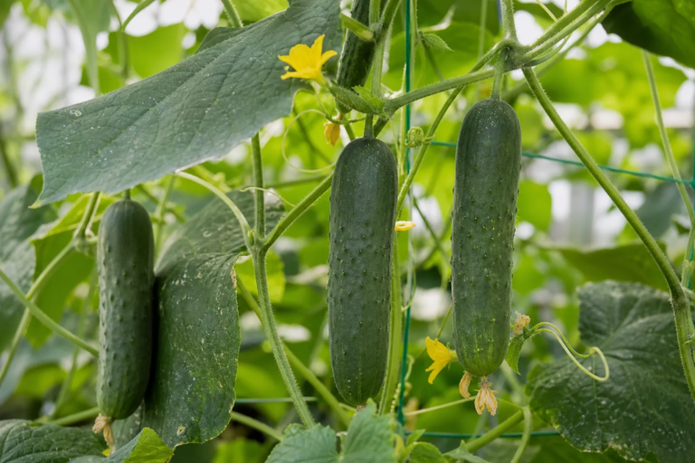 Cucumis sativus