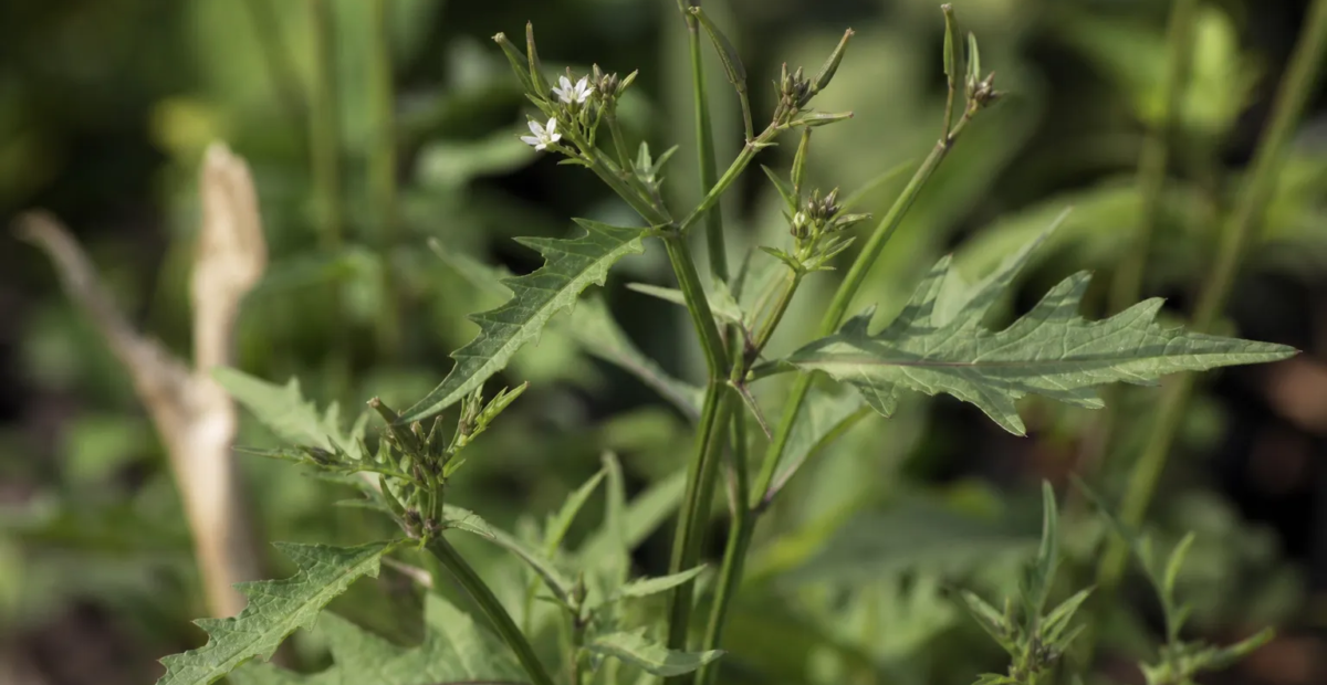 Gynandropsis gynandra – Pflanzenfoto