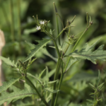 Gynandropsis gynandra – (Gynandropsis gynandra) – Pflanzenfoto