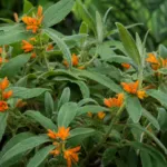 Gynura aurantiaca care guide (Gynura aurantiaca) – plant photo