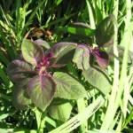 Gynura aurantiaca care guide (Gynura aurantiaca) – plant photo