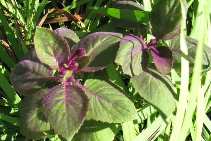 Gynura aurantiaca