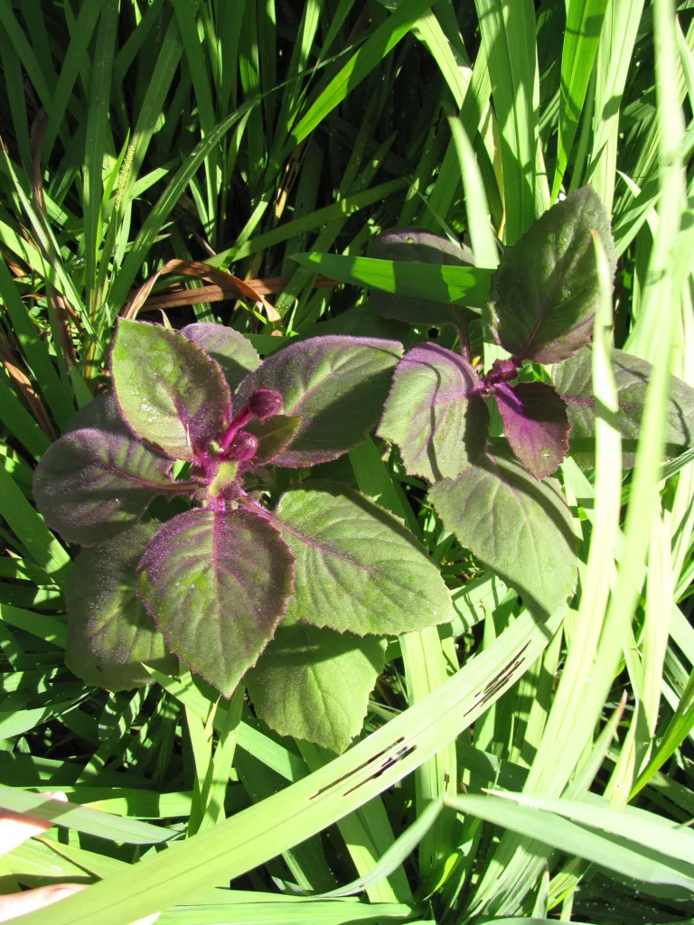 Gynura aurantiaca – plant photo