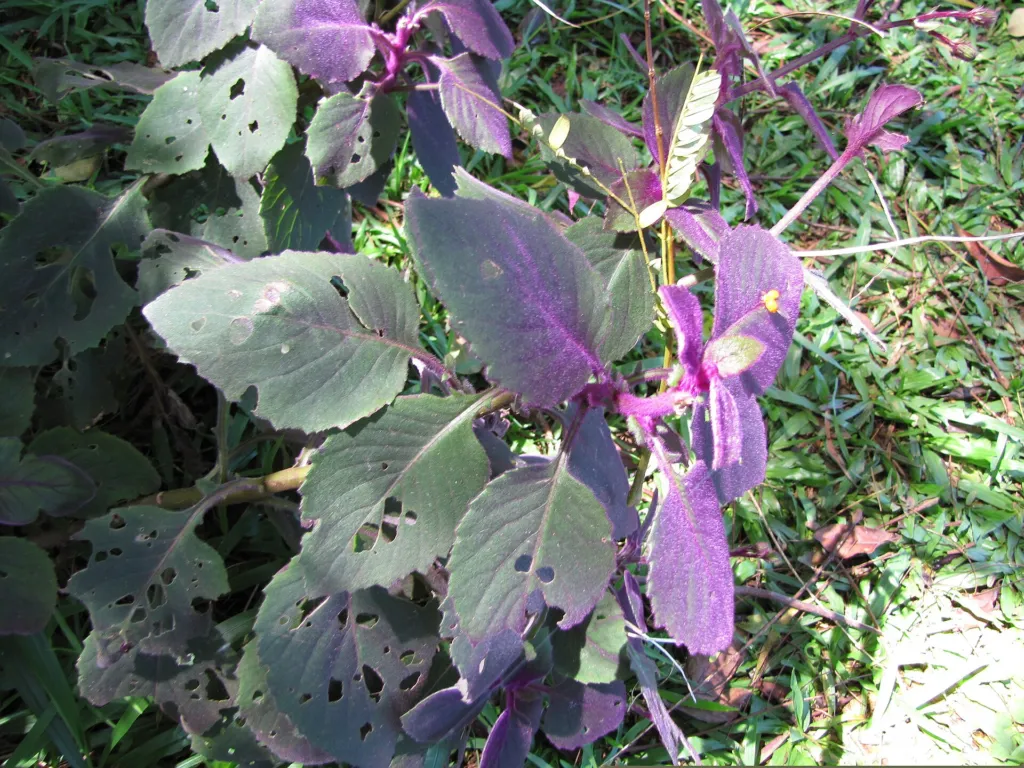 Gynura aurantiaca care guide (Gynura aurantiaca) – leaves and shoots, plant photo