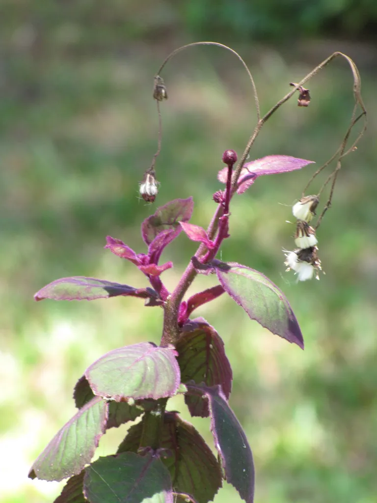 Gynura aurantiaca care guide (Gynura aurantiaca) – leaves and shoots, plant photo