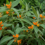 Gynura aurantiaca – pestovanie a starostlivosť (Gynura aurantiaca) – fotografia rastliny