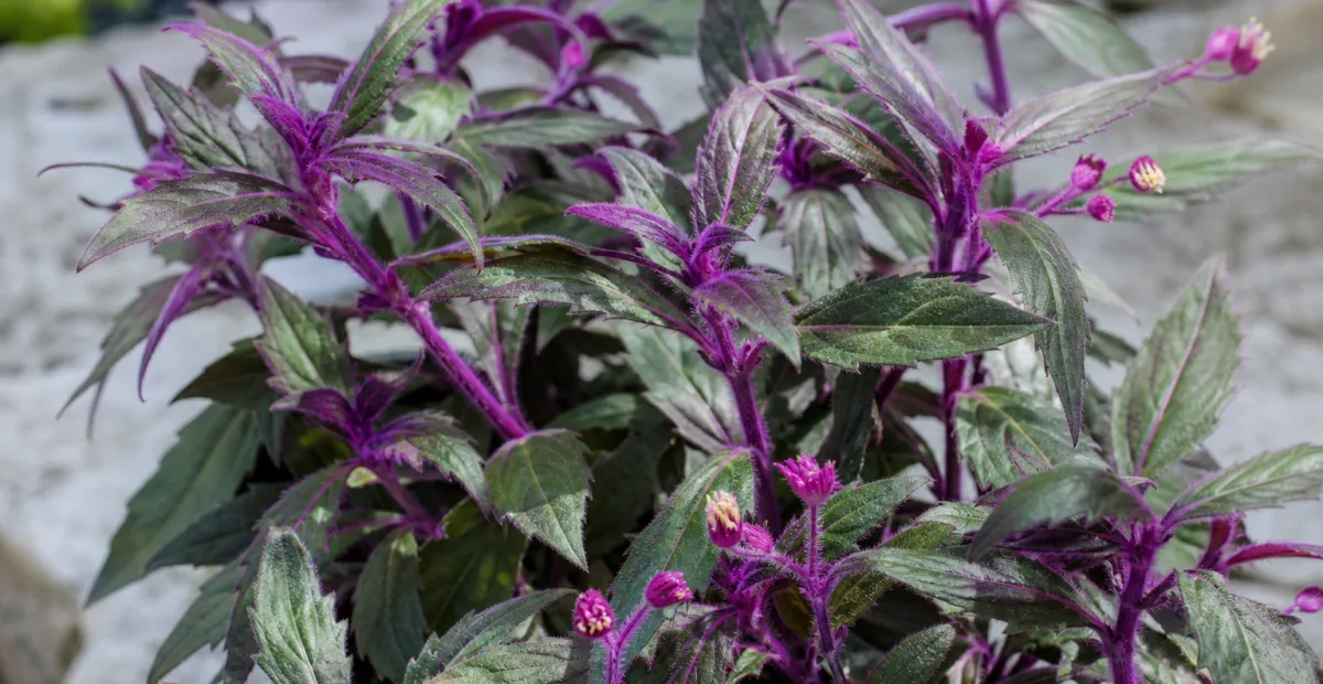 Gynura bicolor – plant photo