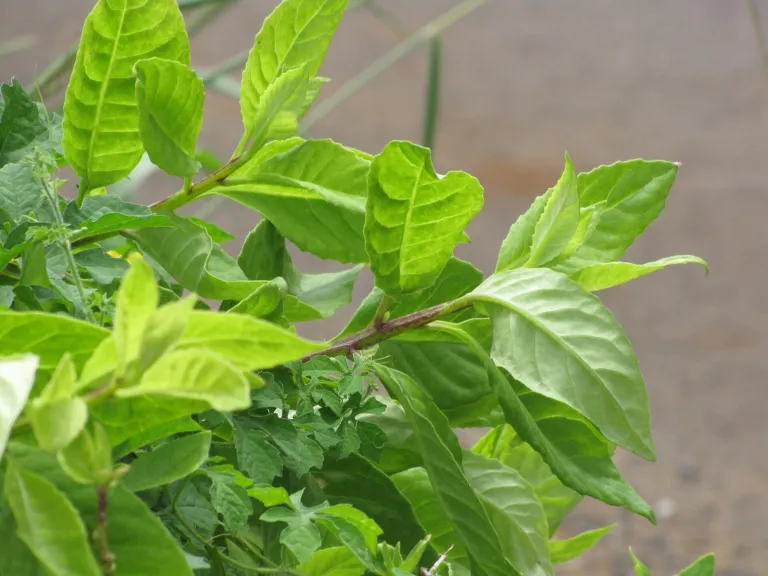 Gynura bicolor care guide (Gynura bicolor) – leaves and shoots, plant photo