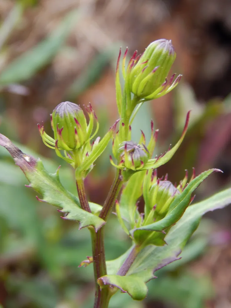 Gynura bicolor care guide (Gynura bicolor) – flowers in close-up, plant photo