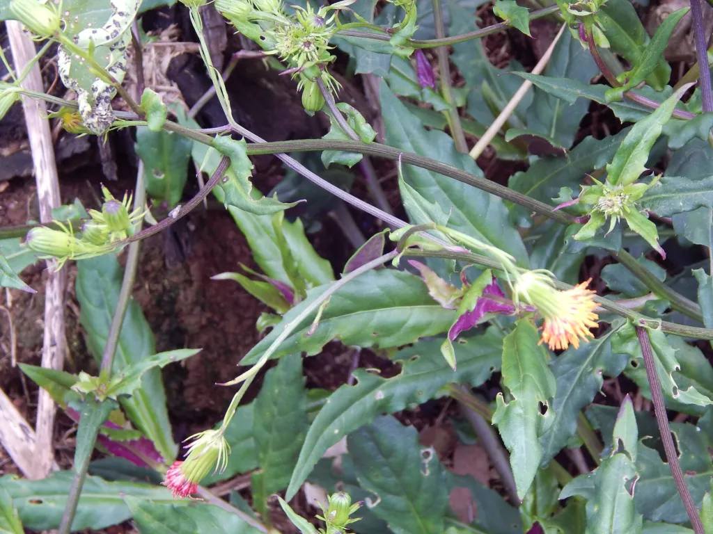 Gynura bicolor care guide (Gynura bicolor) – flowers in close-up, plant photo