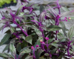 Gynura bicolor – pestovanie a starostlivosť
